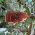 oak eggar (Lasiocampa quercus) female - Kenneth Noble